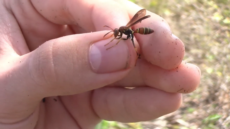 Man Holding a Paper Wasp in Iowa