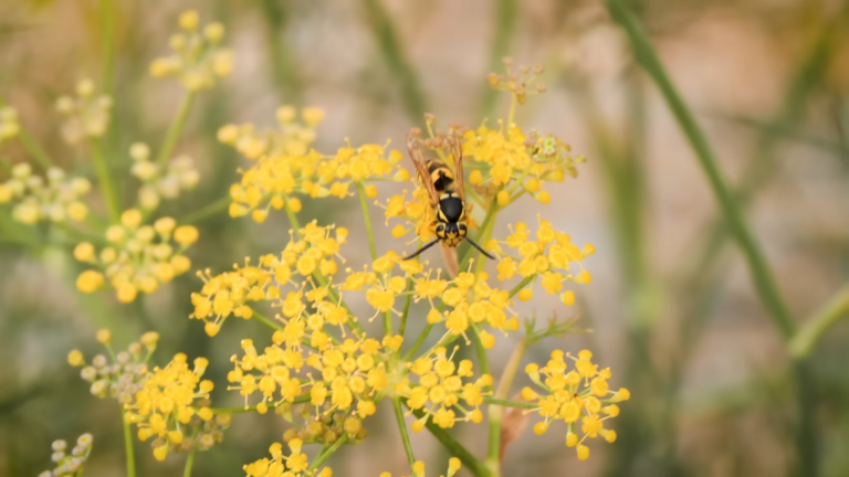 Yellowjacket Wasp on A Flower in Iowa