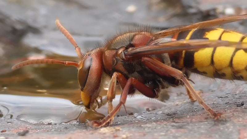 Yellowjacket Wasp in Iowa