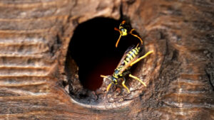 Hornet's nest in a tree and hornet wasps inside