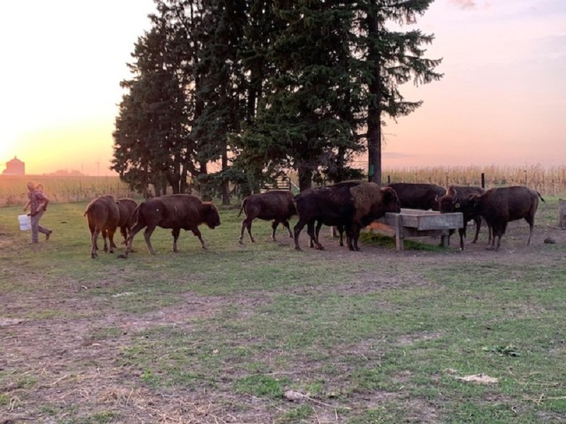 Sunset Hills Bison Ranch