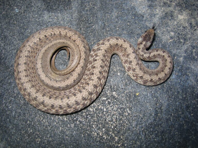 Common Snakes Found in Iowa