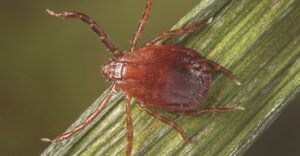 Common Tick Species in Iowa