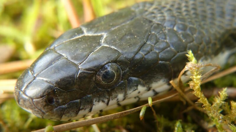 Common snakes in Iowa