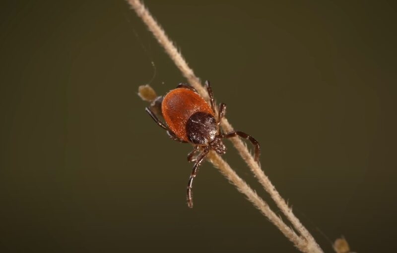 Deer tick diseases Iowa