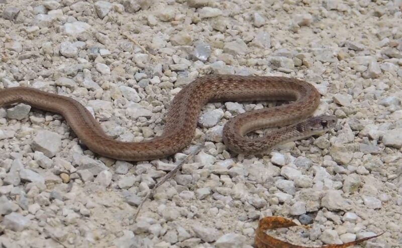 Identifying Iowa snakes