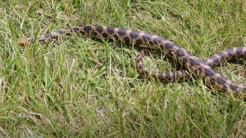 Iowa snake identification 