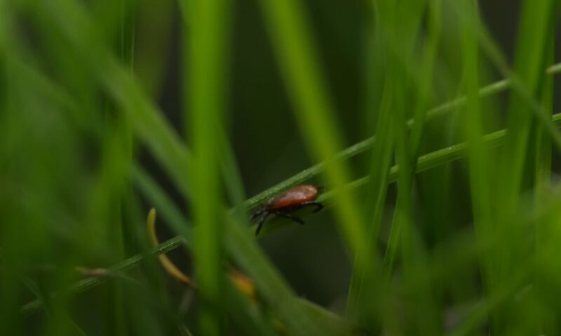 Lone star tick in Iowa