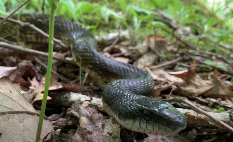 Non-venomous snakes of Iowa 