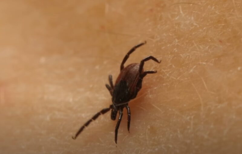 Tick-borne illnesses in Iowa