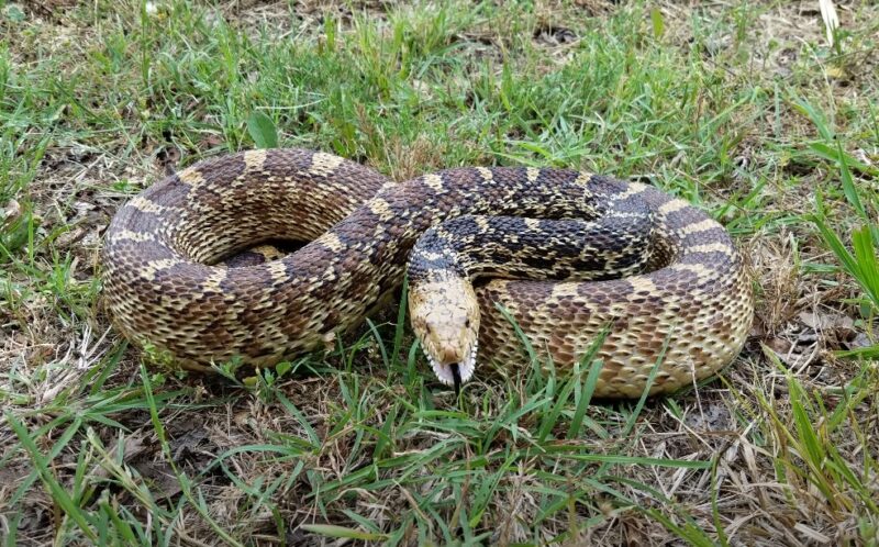 Venomous snakes in Iowa